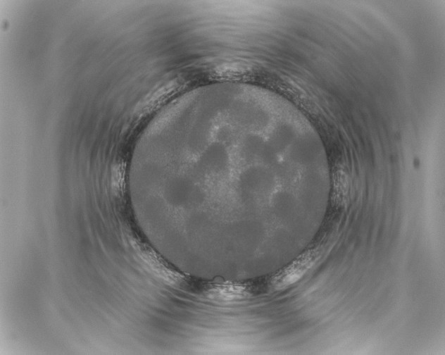 X0000086920278200705071335