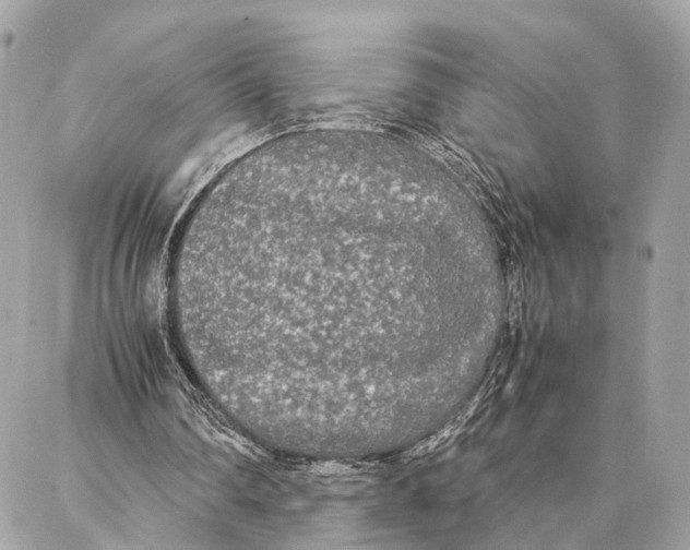 X0000086920290200705071335