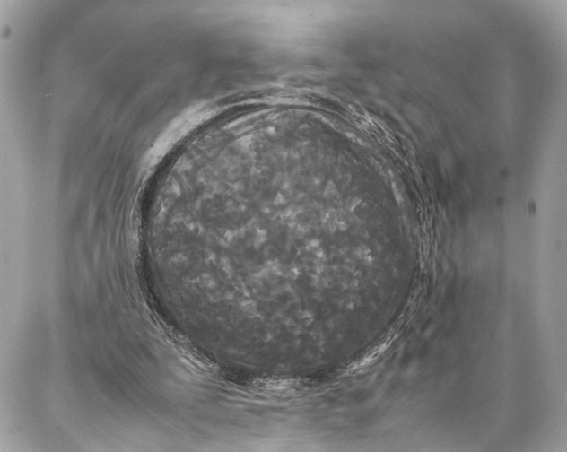 X0000086920295200705071335