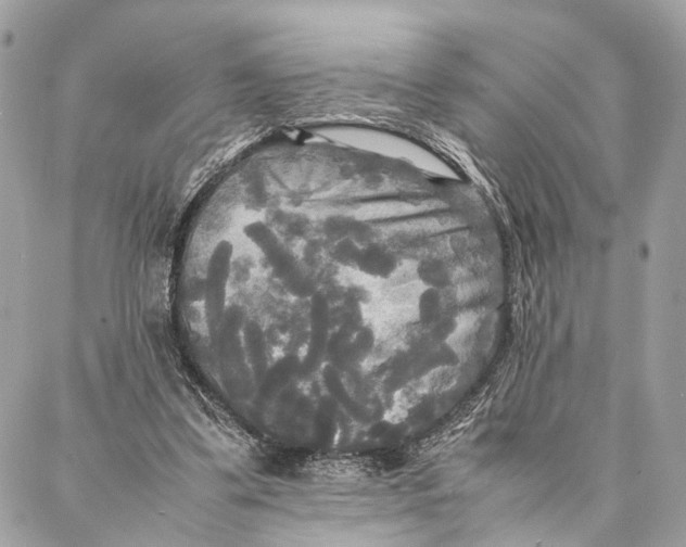 X0000086920299200705071335