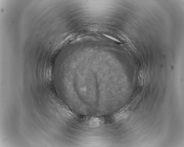 X0000086920330200705071334