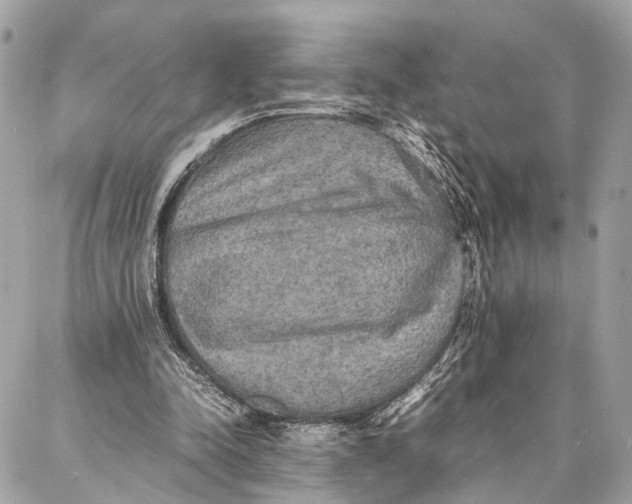 X0000086920342200705071333