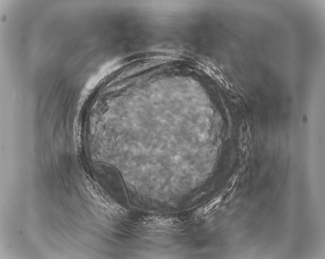 X0000086920343200705071333