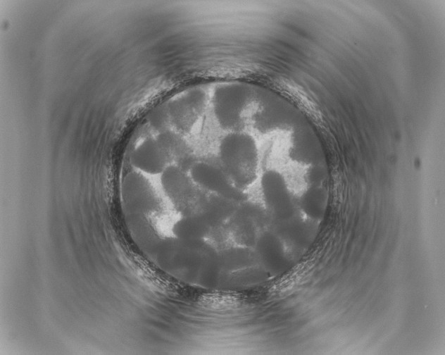 X0000086920354200705071334