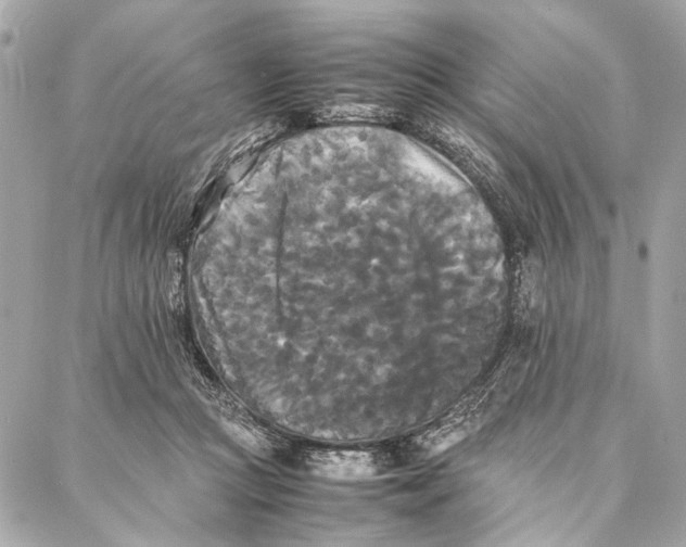 X0000086920361200705071334