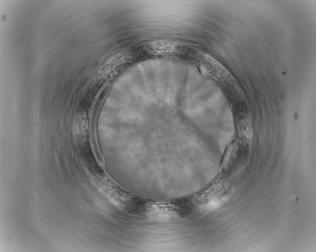 X0000086920372200705071334