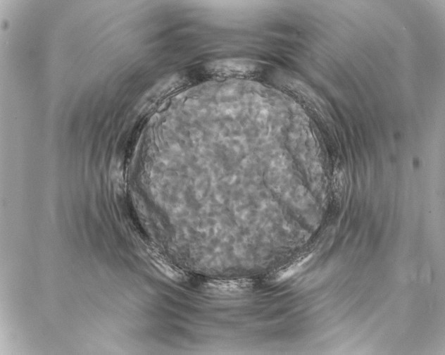 X0000086920381200705071334