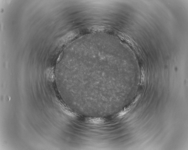 X0000086920383200705071334