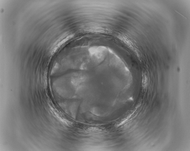 X0000086920390200705071333