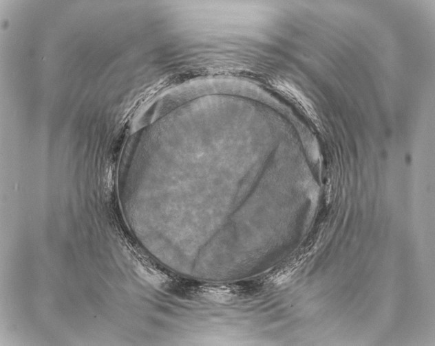 X0000086920405200705071333