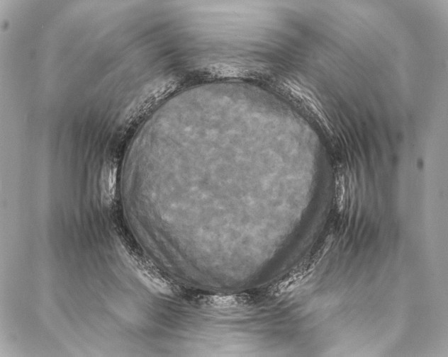 X0000086920406200705071333