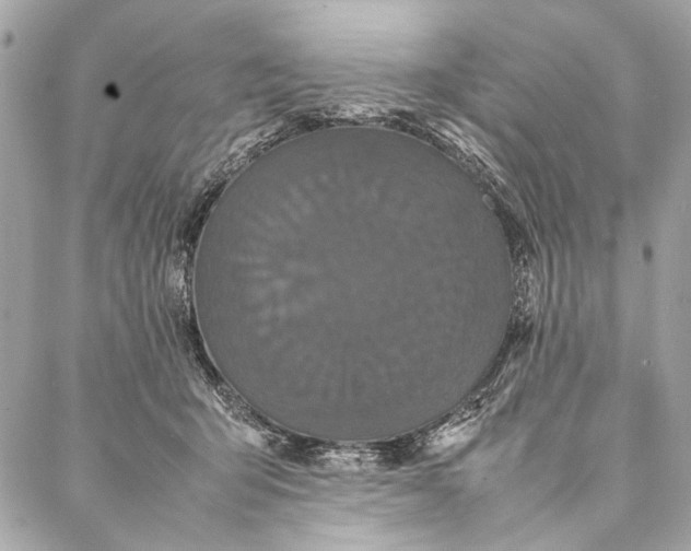 X0000086920415200705071333