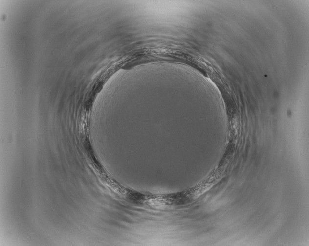 X0000086920423200705071333