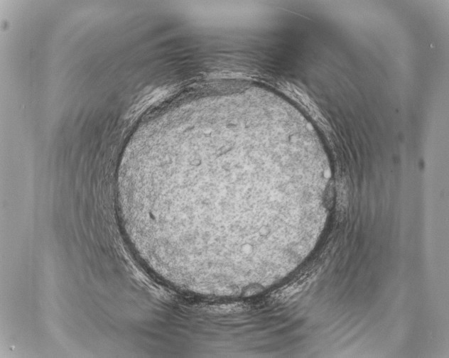 X0000086920433200705071332