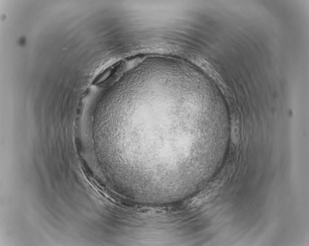 X0000086920434200705071332