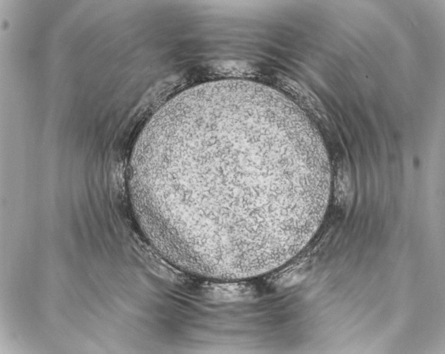 X0000086920473200705071332