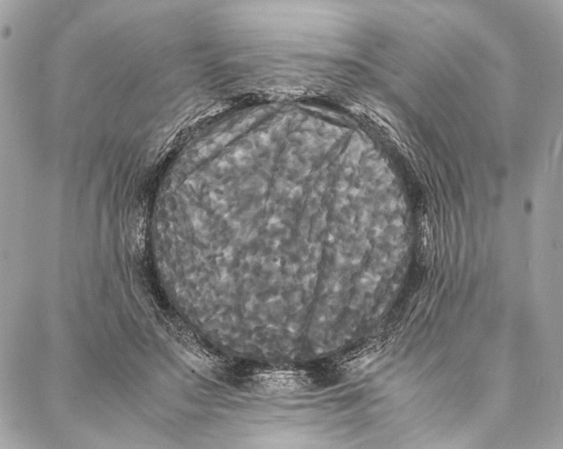 X0000086920499200705071331