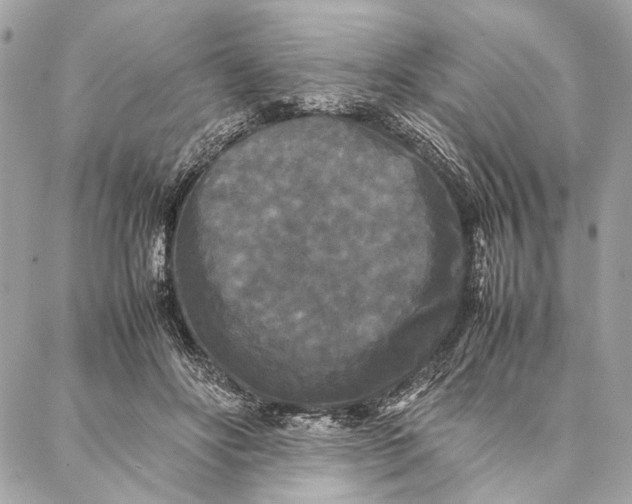 X0000086920502200705071331