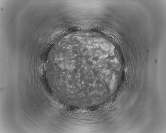 X0000086920503200705071331