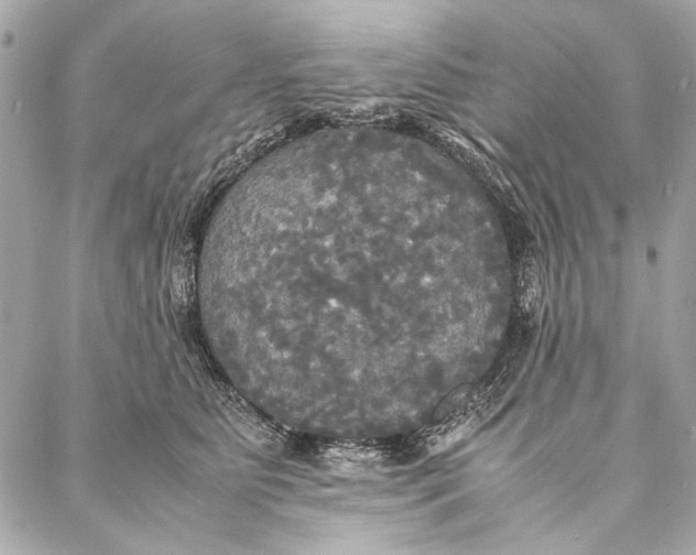 X0000086920515200705071331