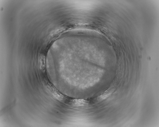 X0000086920528200705071331