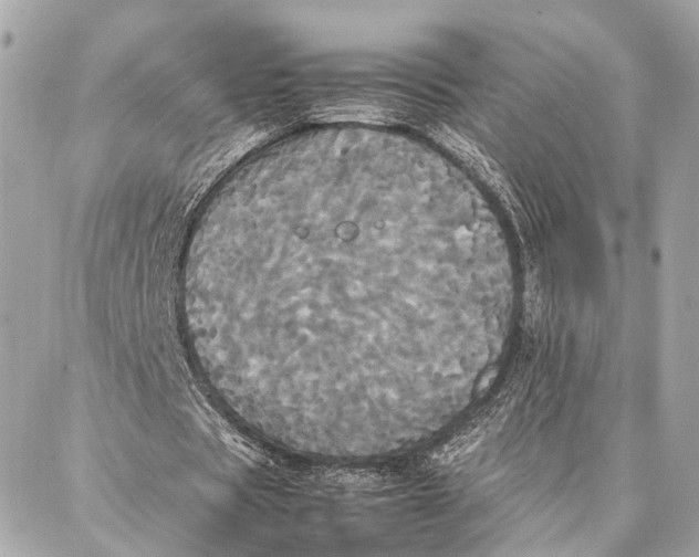 X0000086920529200705071330