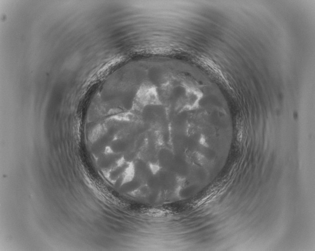 X0000086920542200705071330