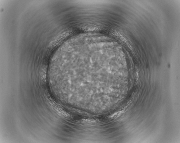 X0000086920545200705071330