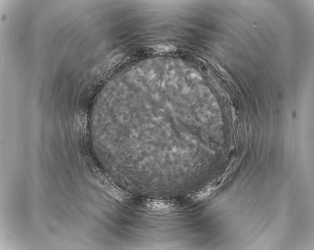 X0000086920565200705071331