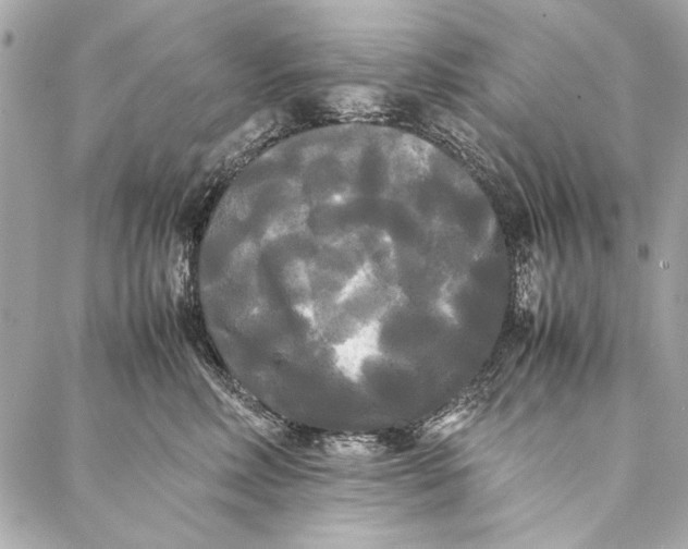 X0000086920618200705071329