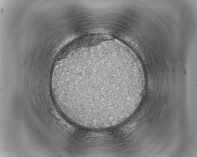 X0000086920625200705071329