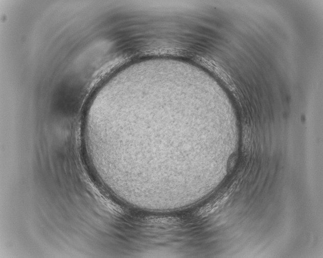 X0000086920629200705071329