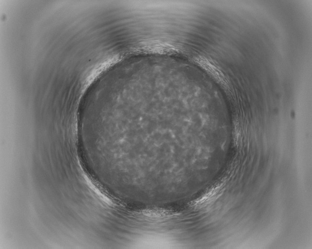 X0000086920630200705071329