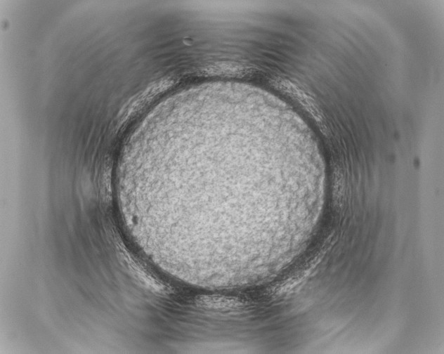 X0000086920633200705071329