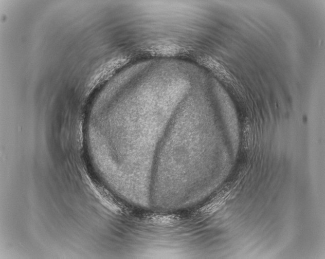 X0000086920638200705071329