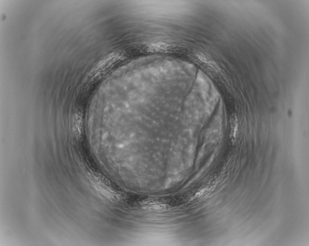 X0000086920648200705071329