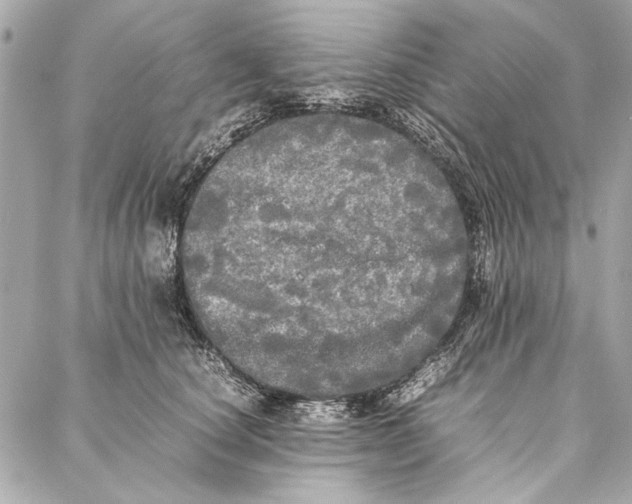 X0000086920660200705071329