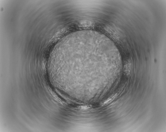 X0000086920662200705071329