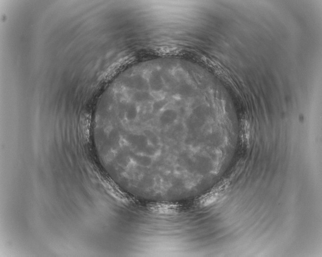 X0000086920664200705071329