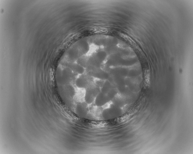 X0000086920667200705071329