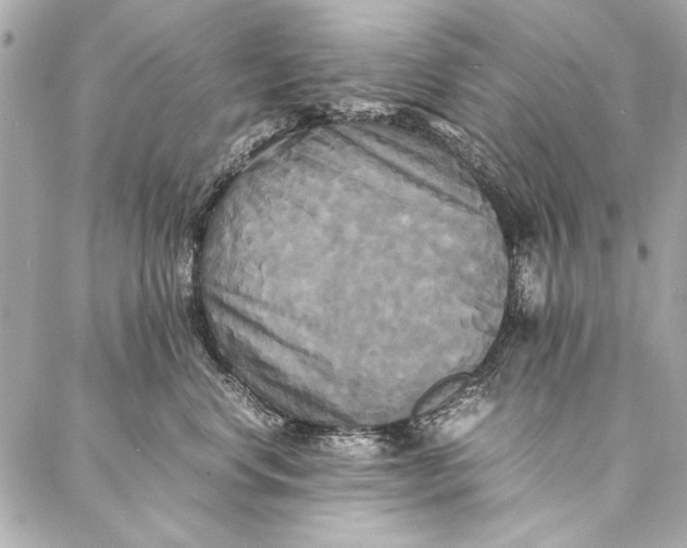 X0000086920668200705071329