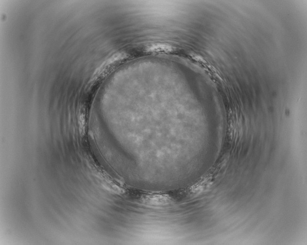 X0000086920716200705071328