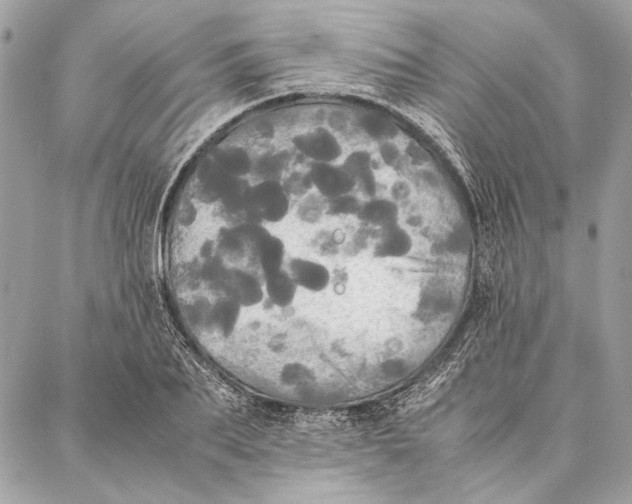 X0000086920887200705071325