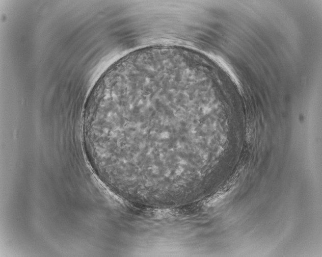 X0000086920903200705071325