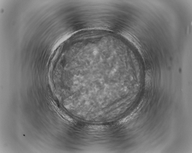 X0000086920925200705071324