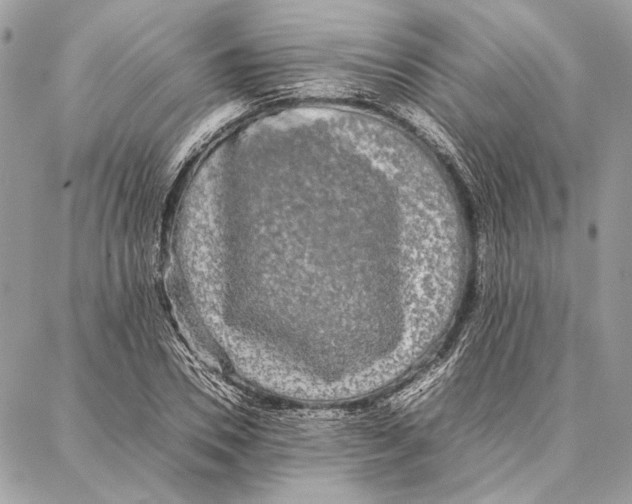 X0000086920930200705071324