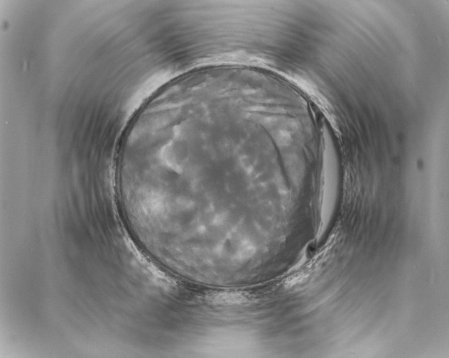 X0000086920998200705071323