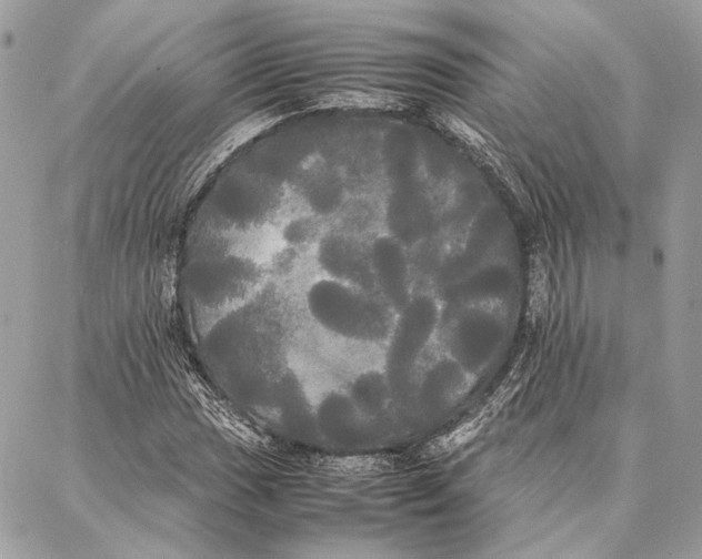 X0000086921017200705071322