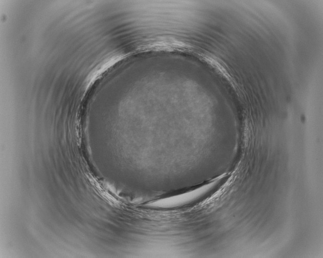 X0000086921018200705071322