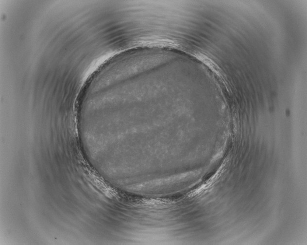 X0000086921022200705071323